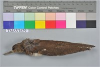 藏品(磯鷸)的圖片